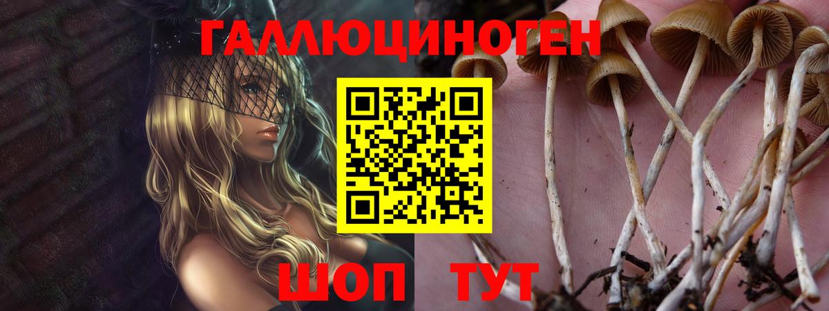 Галлюциногенные грибы Psilocybe Кулебаки